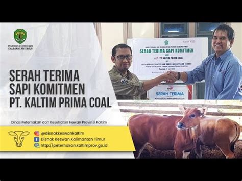 Sapi Komitmen Dari Pt Kaltim Prima Coal Ke Uptd Pthpt Dpkh Provinsi