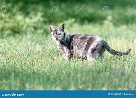 Mottled Cat In The Green Grass Stock Image - Image of home, beautiful: 33054257