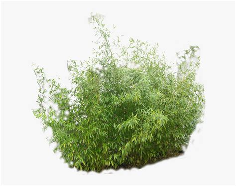 Transparent Vegetation Png, Png Download - kindpng