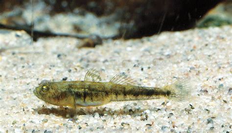 Adriatic Dwarf Goby Save The Blue Heart Of Europe