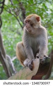 Makaka Zoo Green Grass Type Monkey Stock Photo 2244271897 | Shutterstock