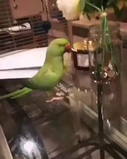 Pin de Só risosッ em birds Vídeo Papagaios engraçados Pássaros