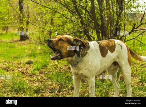 Dangerous dog pitbull barking hi-res stock photography and images - Alamy