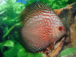 Discus Fish Ornamental Fish Exporter