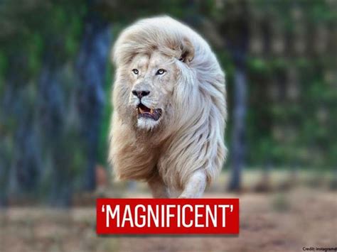 Magnificent Manes A Look At Animals With Majestic Appearance Nature