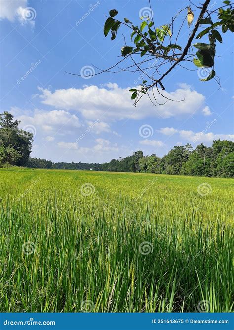 Paddy Cultivation in Sri Lanka Stock Image - Image of calm, cultivation ...