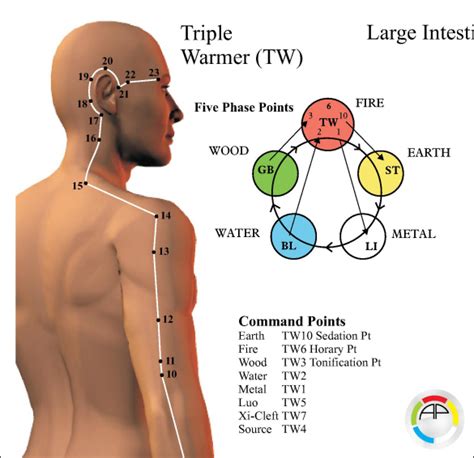 Acupuncture Meridian Pathways Poster 24 X 36