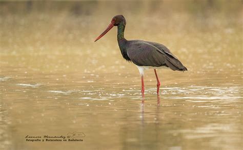 Чёрный аист птица фото голос/ Ciconia nigra (Ardea nigra)