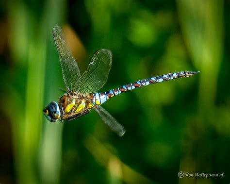 Ook Vliegend Mooi Natuurblog Van Ron Maliepaard