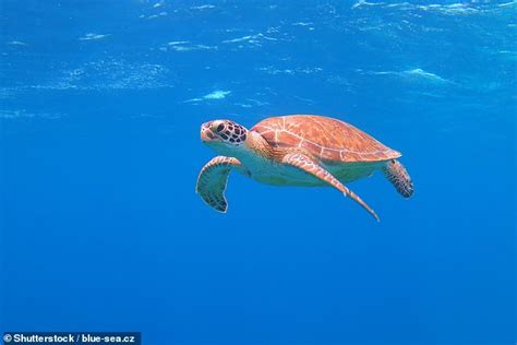 Giant Turtles Are Now So Common In Uk Waters That They Should Be