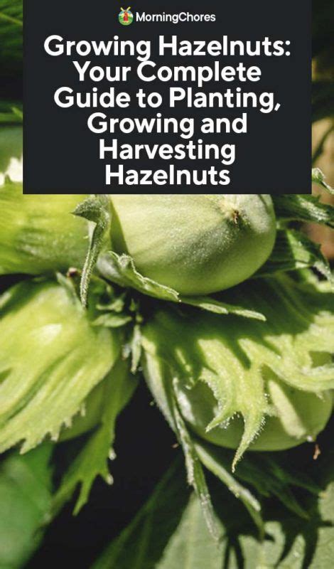 Growing Hazelnuts Your Complete Guide To Planting Growing And