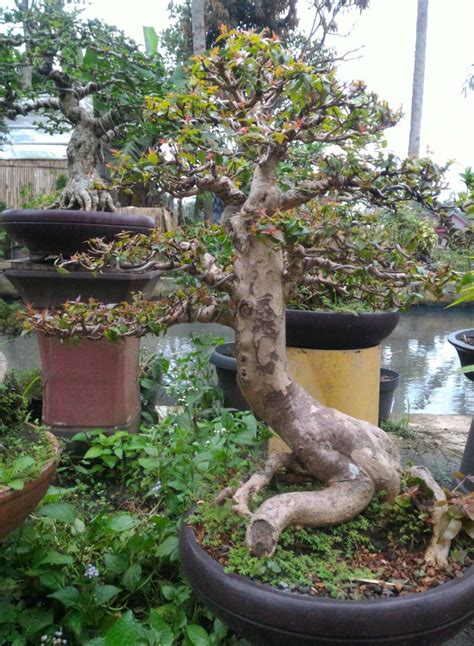 Bonsai Bidara - INTERNATIONAL BONSAI