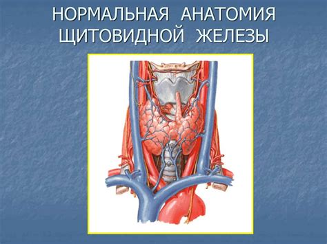 Заболевания щитовидной железы - презентация онлайн
