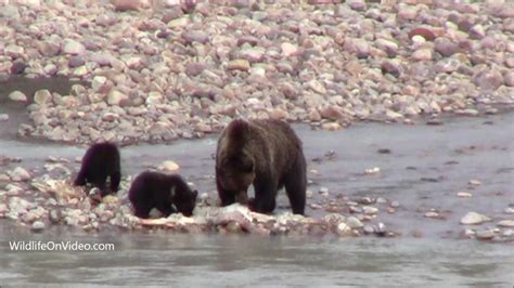 Grizzly Bear And Cubs Eating Elk Carcass 2 Youtube