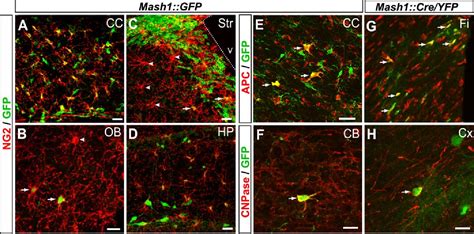 Figure 3 From The Proneural Gene Mash1 Specifies An Early Population Of