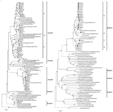 Phylogenetic Trees Of Partial Rdrp Coding Region 400 Bp Amplified