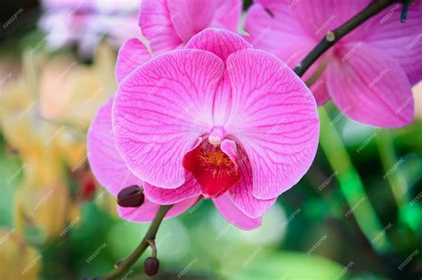 premium photo pink orchid flowers close