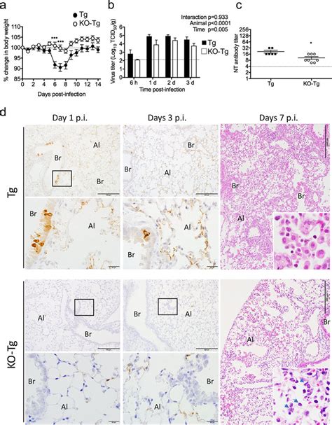 Experimental Infection Of Tmprss2 Knockout Hdpp4 Transgenic Tmprss2 Ko Download Scientific