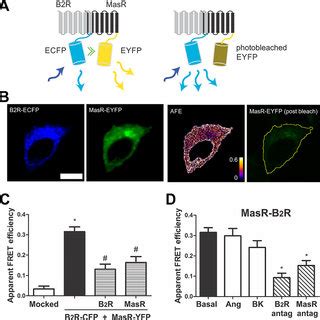 B 2 R Interacts With MasR A Schematic Representation Of FRET B 2 R