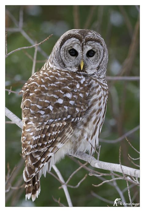 Chouette Ray E Barred Owl Daniel Auger Flickr