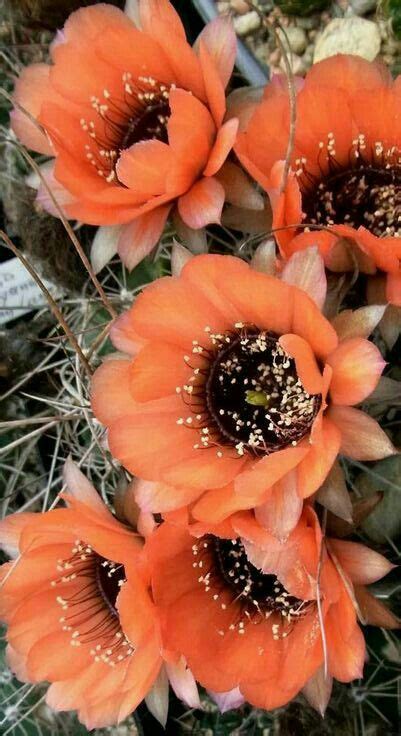 Some Orange Flowers Are Growing In The Dirt