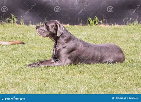 German Mastiff Living In Belgium Stock Photo Image Of Animal Dane