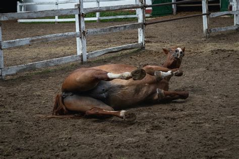 Wie Viel Kostet Ein Friese Pferd Pferdbereich De