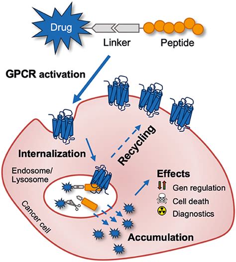 Frontiers Peptide Drug Conjugates And Their Targets In Advanced