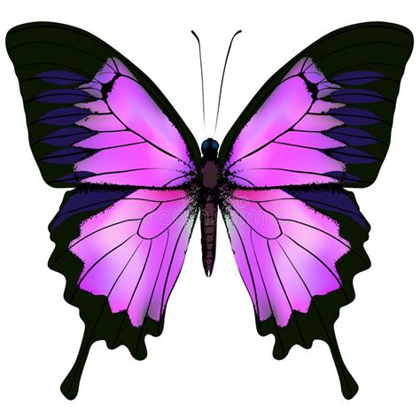 Borboleta Vector a Ilustração Da Cor Cor de rosa E Roxa Bonita