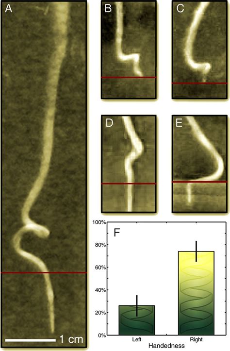 3d Imaging And Mechanical Modeling Of Helical Buckling In Medicago