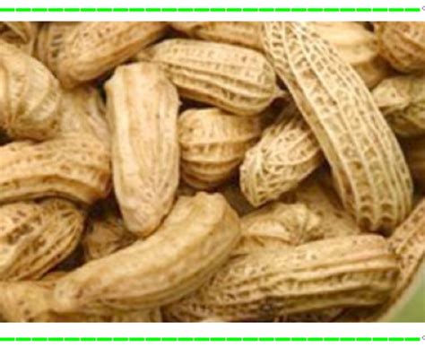 vampiro erudito cacahuate