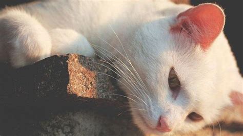 Sejarah Singkat Hari Kucing Sedunia Yang Diperingati Tiap Agustus