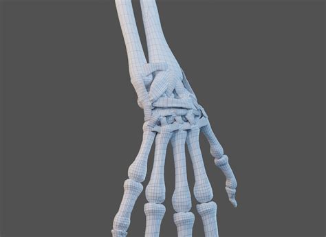 D Model Wrist Joint Ligaments Turbosquid