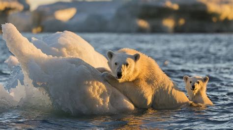 Aussterben Von Eisb Ren Durch Klimawandel Tiere K Nnten Bis Aus