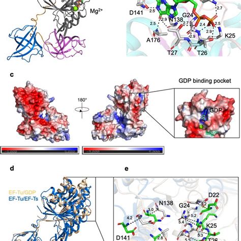 Mtb EF Tu Exhibits A High Binding Affinity With EF Ts A Ribbon