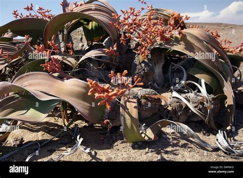 Male Welwitschia Mirabilis Plant Namibia Stock Photo Alamy