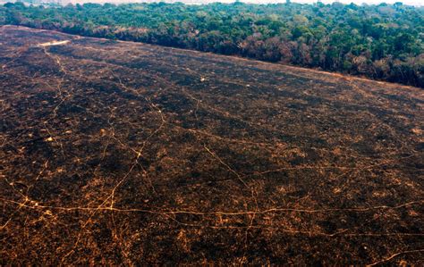 Will Deforestation And Warming Push The Amazon To A Tipping Point