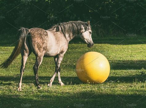 Arabian horse playing ball | Grey horse, Horses, Funny horse