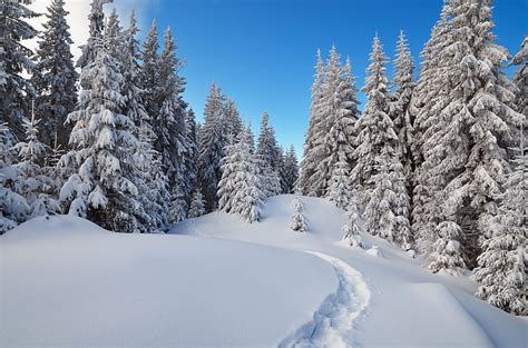 Invierno bosque nieve árboles abeto rastro Fondo de pantalla HD