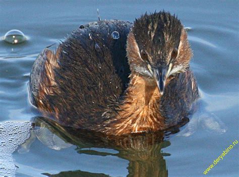 Малая поганка Tachybaptus ruficollis Little Grebe