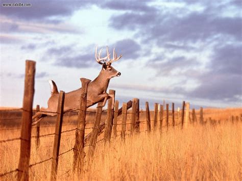 🔥 [50+] Whitetail Deer Screensavers and Wallpapers | WallpaperSafari