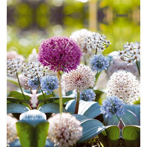 Grow By Obi Zierlauch Mischung Kollektion St Ck Allium Kaufen