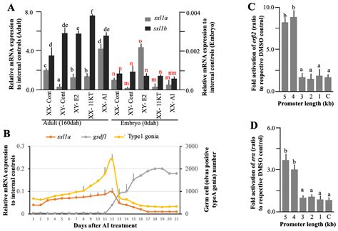 Ijms Free Full Text Sex Lethal Gene Manipulates Gonadal Development