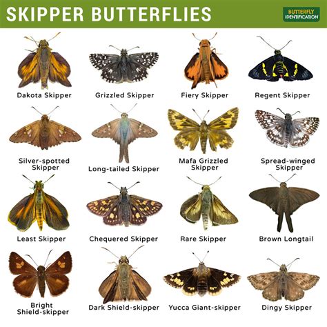 Skipper Butterfly Hesperiidae Identification Life Cycle Facts