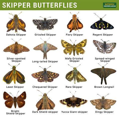 Skipper Butterfly (Hesperiidae): Identification, Life Cycle, Facts ...