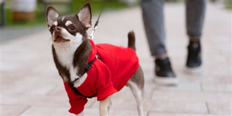 Proteg A Tu Perro Del Fr O Consejos Tiles