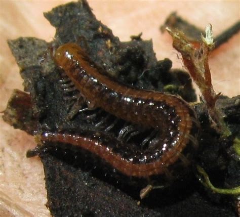 Caseya Millipedes Of The Bay Area · Inaturalist