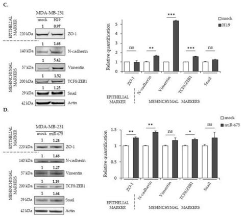 Cancers Free Full Text Enhancement Of Breast Cancer Cell