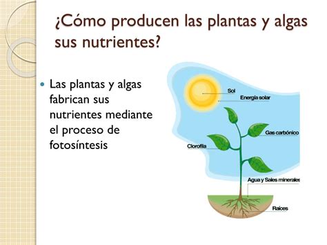 PPT Las Plantas Y Algas Producen Su Alimento PowerPoint Presentation