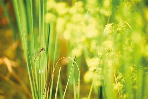 Les Plantes Aquatiques Filtrantes Pour Bassin Aquiflor Jardinerie